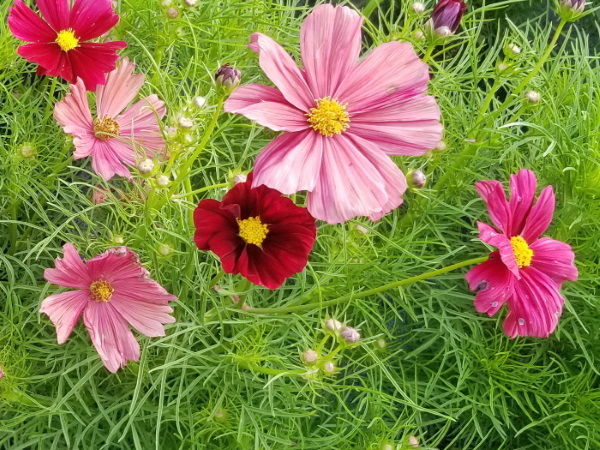 گیاهان مقاوم به گرما